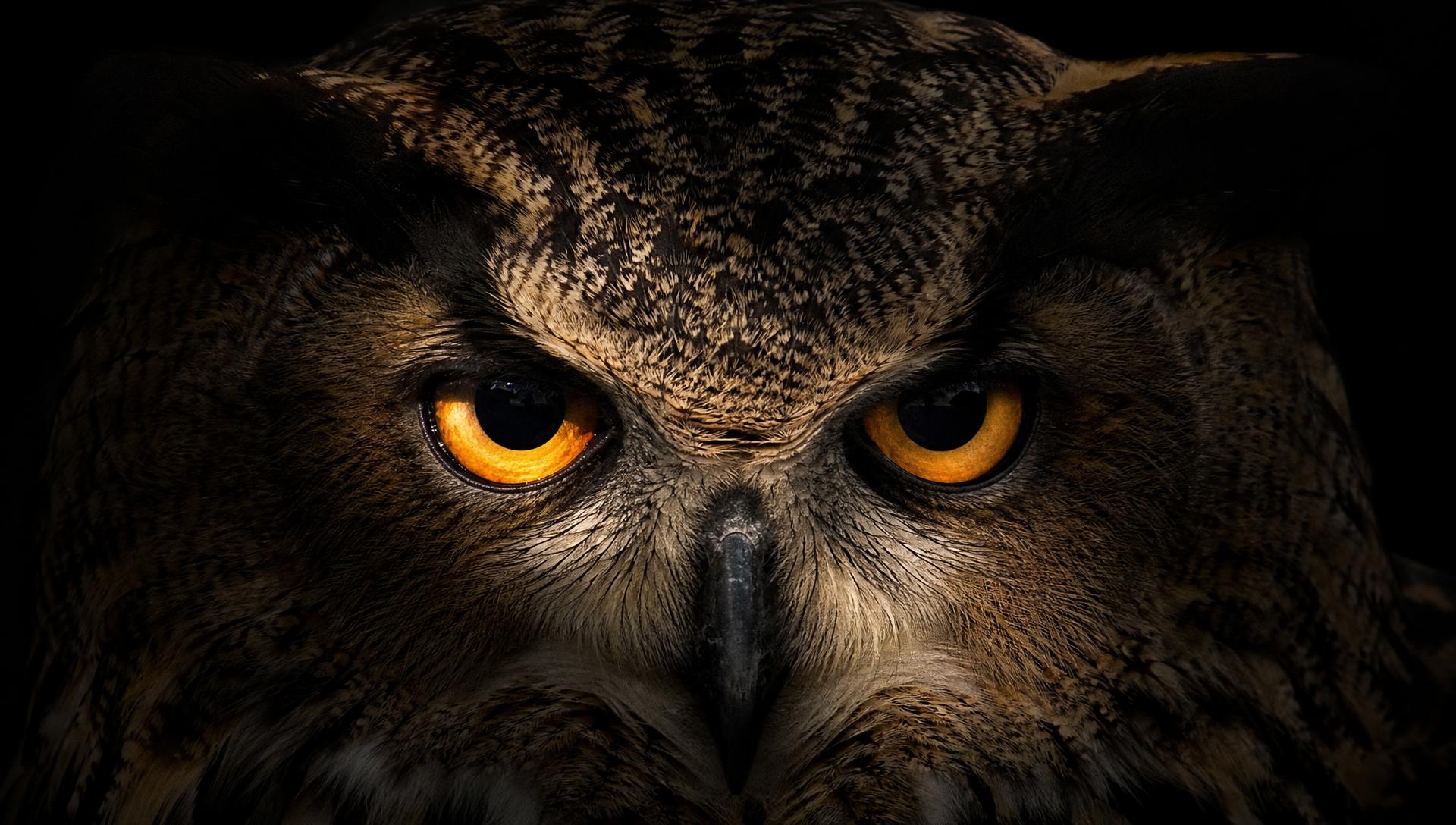 The Kerry Kouture owl eyes in darkness